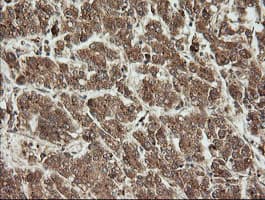 UBE2G2 Antibody (clone OTI9F2, Carrier-free)