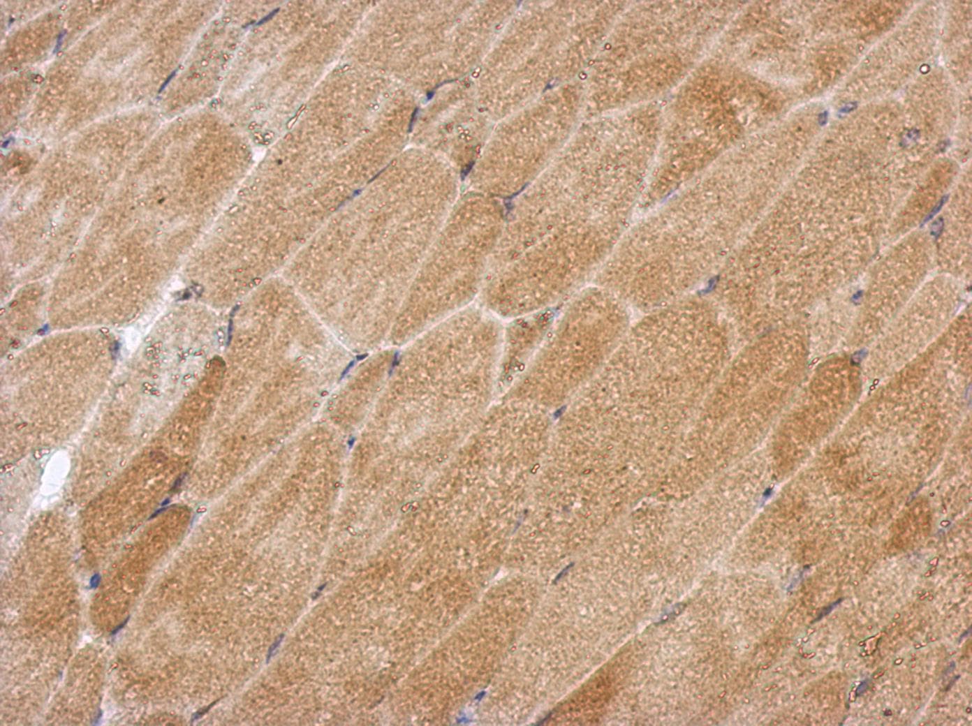 GPAA1 Antibody
