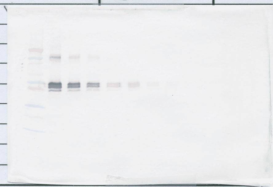sCD14 Antibody (Biotin)
