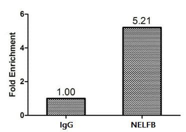 Polyclonal Rabbit anti-Human NELFB / COBRA1 Antibody (IHC, WB)