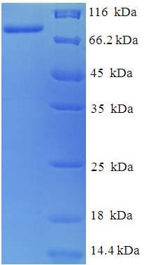 Bacillus subtilis Levanase Protein (Recombinant His)