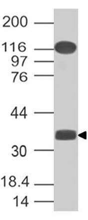 c-Maf Antibody