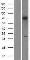 RAD17 Protein (Over-Expression Lysate Myc-DDK (Flag))