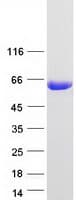Human Syndapin I / PACSIN1 Protein (Recombinant Myc-DDK (Flag))