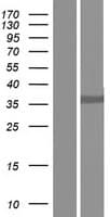 D-Binding Protein / DBP (Over-Expression Lysate Myc-DDK (Flag))