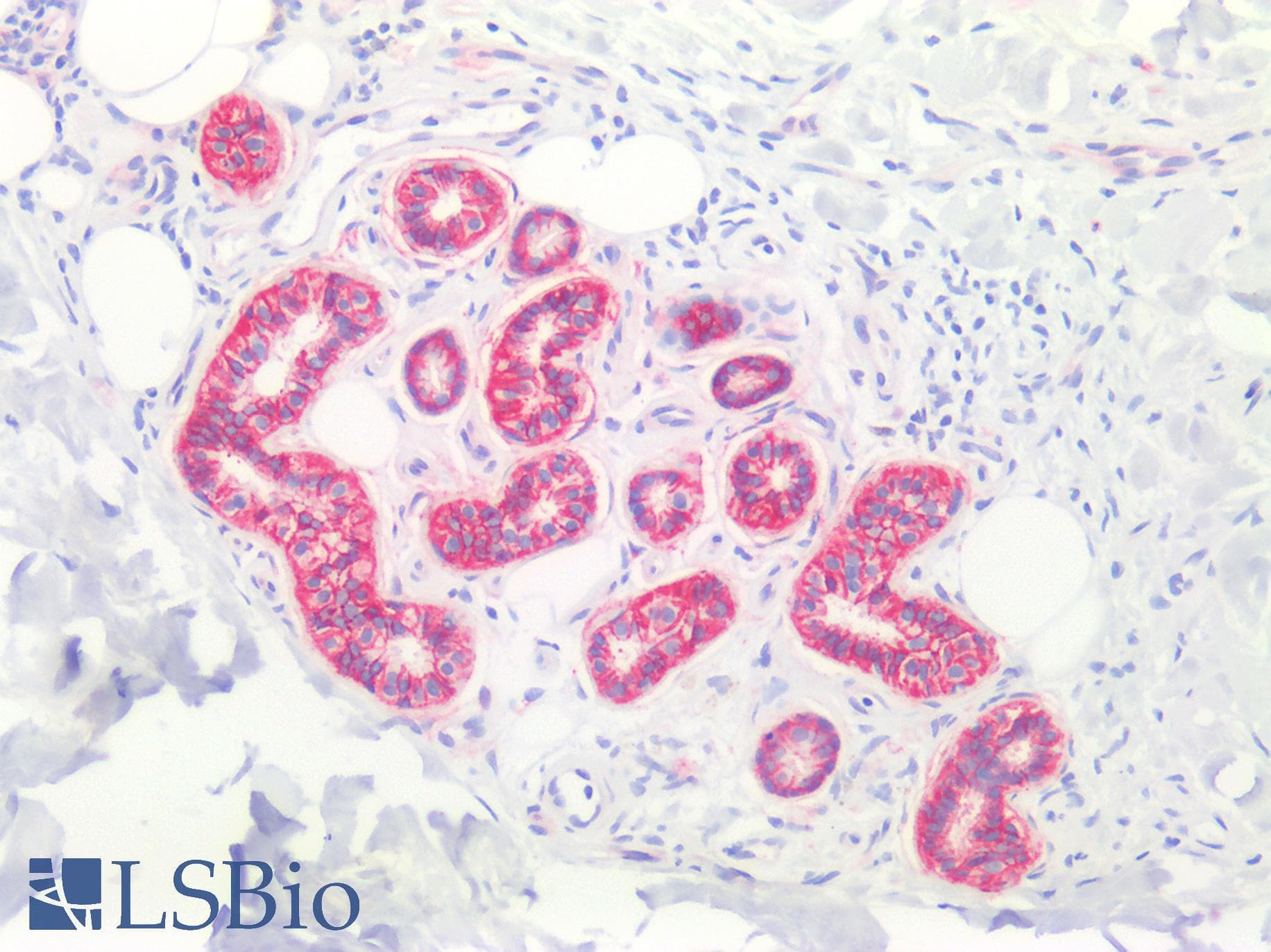 CD9 Antibody (N-Terminus)