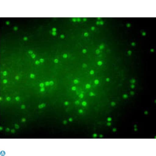 CD247 / CD3 Zeta Antibody (FITC)