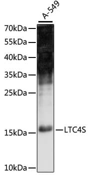 LTC4S / LTC4 Synthase Antibody