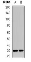 C1orf35 / MMTAG2 Antibody (N-Terminus)