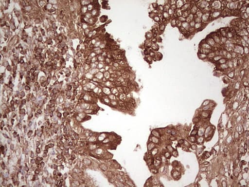 WIBG Antibody (clone OTI2C1)