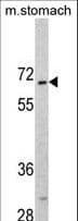 OASIS / CREB3L1 Antibody (aa481-509)
