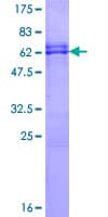 Human OLIG2 Protein (Recombinant GST)