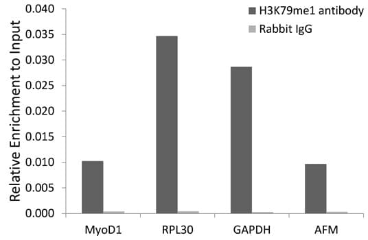 Histone H3 Antibody (Methyl-Lys79)