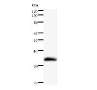 POLR1D Antibody (clone 2774C3a)