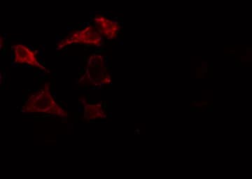 IQGAP3 Antibody