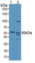 AZIN1 Antibody (aa5-290)