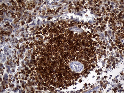 SH3BP1 Antibody (clone OTI3G1)