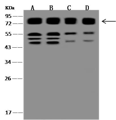 Polyclonal Rabbit anti-Human CD98 Antibody (Preservative Free, aa206-630, IHC, IF, WB)