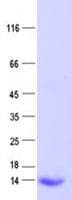 Human GTF2A2 / TFIIA Protein (Recombinant His, N-Terminal)