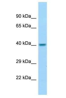 Polyclonal Rabbit anti-Human DRG2 Antibody (aa1-50, WB)