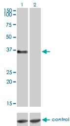 PathPlus™ GPR3 Antibody (clone 3B4-G3)
