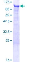 Human BEGAIN Protein (Recombinant GST)