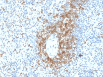 CD3E Antibody (clone C3e/2478)
