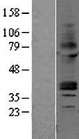 ADORA2A/Adenosine A2A Receptor Protein (Over-Expression Lysate Myc-DDK (Flag))