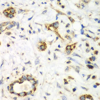 NRBF2 Antibody