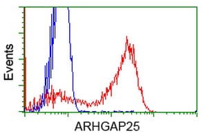 ARHGAP25 Antibody (clone OTI2D5, Carrier-free)