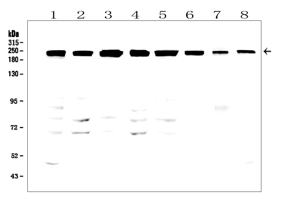 Polyclonal Rabbit anti-Human TJP1 / ZO-1 Antibody (aa1178-1527, IHC, WB)