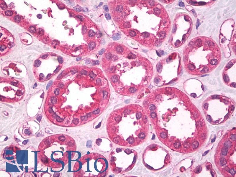 IHC-plus™ Leptin Antibody