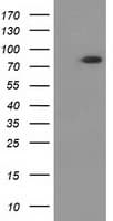 Gephyrin Antibody (clone OTI1C5)