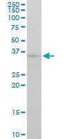FGF8 Antibody (clone 2A10)
