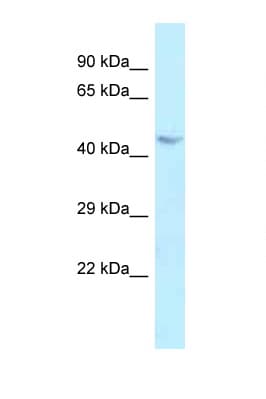 BAG4 / SODD Antibody (aa226-275)