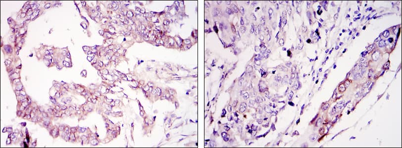 WIF1 Antibody (clone 1G5)