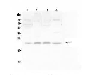 LMO2 Antibody