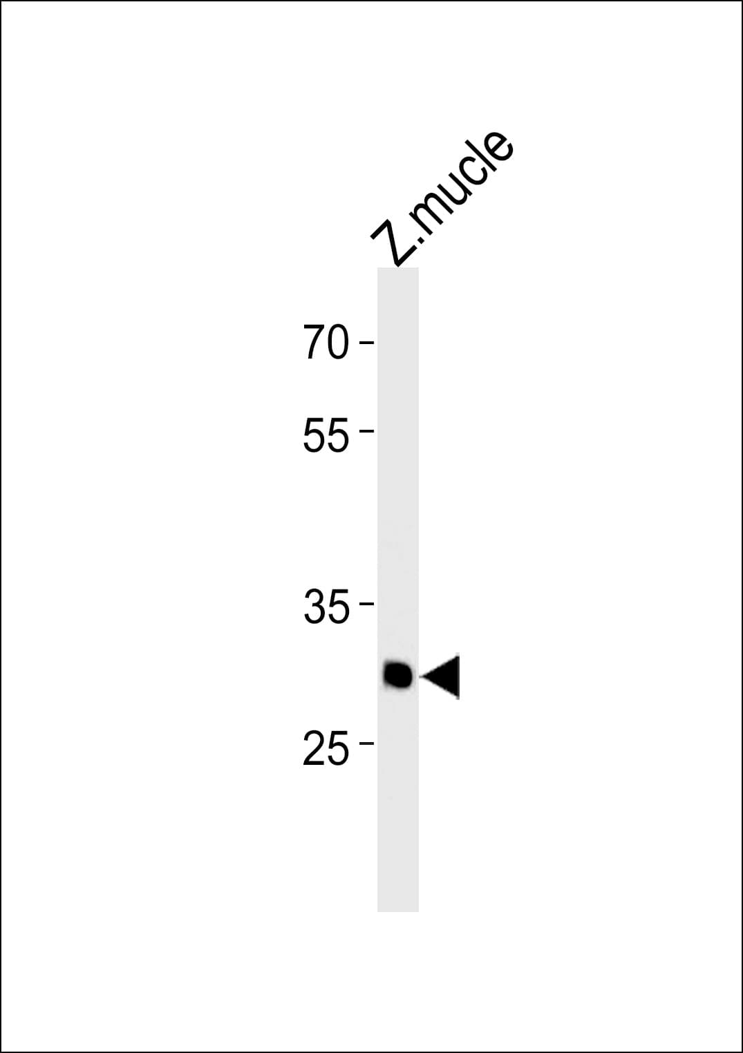 HMX3 Antibody (aa132-160)