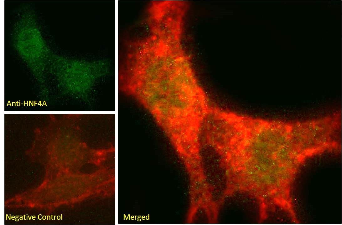 HNF4A / HNF4 Antibody