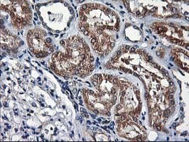 HMOX2 / Heme Oxygenase 2 Antibody (clone OTI1B4)
