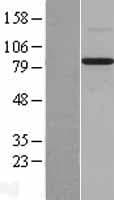 BMP1 Protein (Over-Expression Lysate Myc-DDK (Flag))