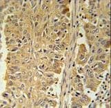 PGD Antibody (aa236-265)