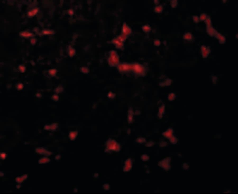 IHC-plus™ RIPK1 / RIP Antibody
