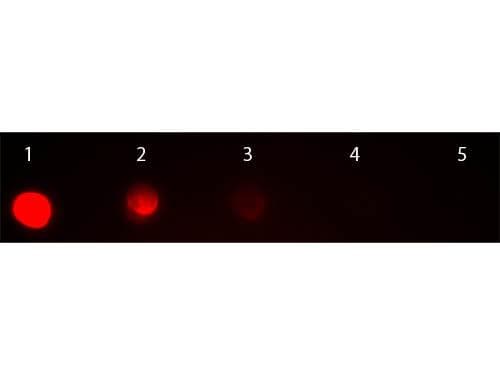 Goat Anti-Mouse IgG2a Secondary Antibody (TRITC)