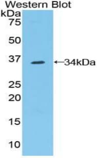 CNTN1 / gp135 / Contactin 1 Antibody (aa736-1003)