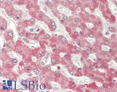 IFN Beta / Interferon Beta Antibody (aa22-187)