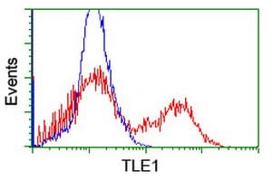 TLE1 / TLE 1 Antibody (aa180-460, clone OTI1H2, Carrier-free)
