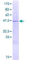 Human LYG1 Protein (Recombinant GST)