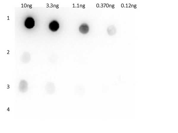 Polyclonal Rabbit anti-Llama Llama IgG1 Antibody (WB)