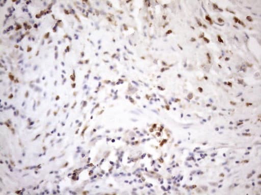 PDCD1 / CD279 / PD-1 Antibody (clone OTI18H9)